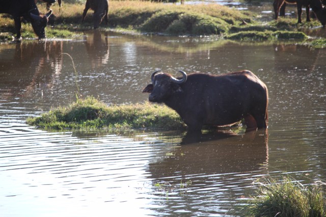cape-buffalo