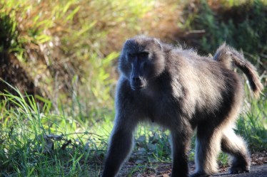 southafrica_roadside_baboon2