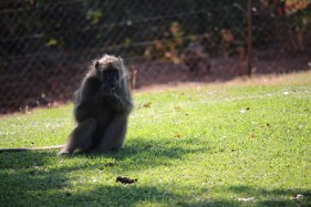 vfalls_baboons1