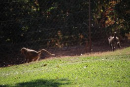 vfalls_baboons2