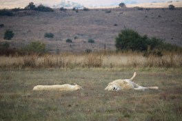 white-lions-m-and-f-sleeping